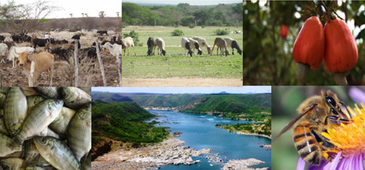 Plano de Ação Integrada e Sustentável da Mesorregião do Xingó — foto 2