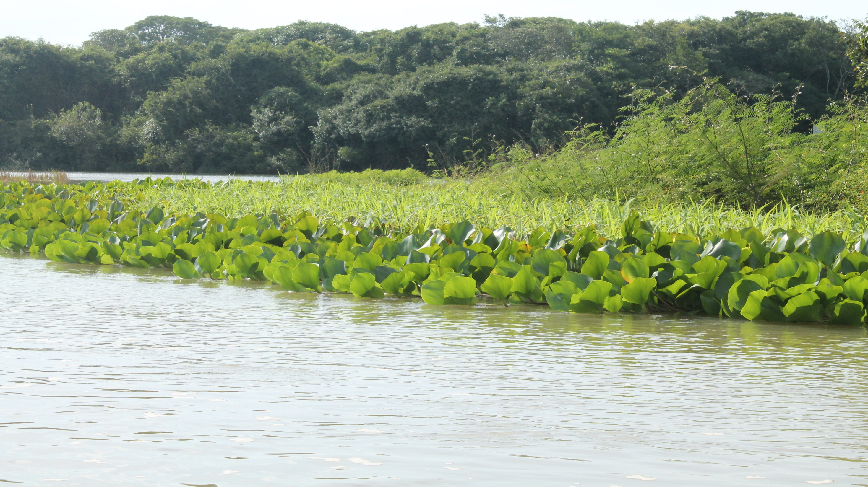Gestão territorial e plano de manejo para quatro APAs no Tocantins
